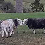 Herdwicks Σπίτι διακοπών Millom