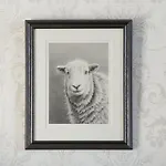 Herdwicks Millom