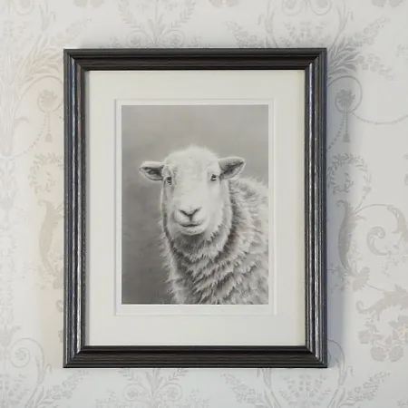 Herdwicks Millom